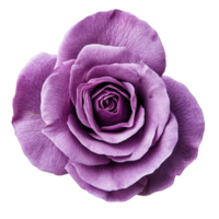 Violet rose flower with intricate petals isolated against a clean transparent background, single petal violet rose flower isolated on transparent background or transparent backgroud png