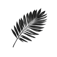 Elegant black palm leaf resting on a clean transparent background in a minimalist style, Black leaf of palm tree on transparent backgroundfile png
