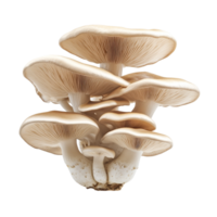 Oyster mushroom variety isolated on a transparent background showcasing its delicate gills and smooth cap texture, oyster mushroom isolated on ransparent transparent background png