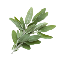 Fresh sage herb twig showcasing vibrant green leaves isolated against a clean transparent background for culinary use, sage herb twig isolated on transparent background png