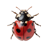 Ladybug with striking red and black colors resting on a Transparent background, ladybug, background png