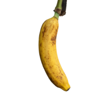 Individual ripe banana hanging from a tropical plant in a lush garden setting, Individual banana png