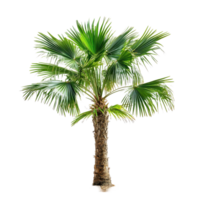 Macroglossa Copernicia palm tree stands tall with vibrant green fronds in isolated setting, Isolated image Macroglossa Copernicia palm tree on Transparent background png