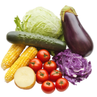 Freshly harvested vegetables featuring potatoes, cabbage, tomatoes, corn, cucumber, and eggplant in a vibrant display, Ripe vegetables potatoes, cabbage, tomatoes, corn, cucumbers png
