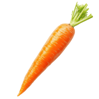 Fresh carrot showcasing vibrant orange color in a studio setting with macro details highlighted, carrot isolated, carrot macro studio photo, isolated on white background png