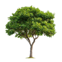 Green tree standing tall isolated on Transparent background showcasing its lush foliage and unique shape, Tree isolated on background png
