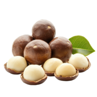 Delicious macadamia nuts arranged on a clean Transparent background showcasing their unique textures and colors, Macadamia nuts on background png