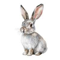 Cute rabbit sitting on a Transparent background with soft fur and gentle expression, showcasing its adorable features, rabbit isolated on background png