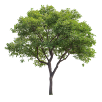 Isolated green tree on Transparent background with lush foliage and contrasting texture highlighting natural beauty, Isolated image branch with leaves big tree on background png