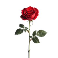 Beautiful red rose isolated against a clean Transparent background highlighting its delicate features and vibrant color, red rose isolated on background png