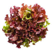 Fresh red oak lettuce on bright Transparent background showcasing vibrant colors and crisp texture, Red oak lettuce on background png