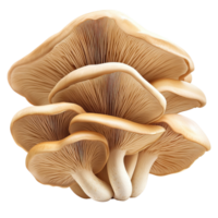 isolated oyster mushroom with delicate gills on transparent background showcasing natural beauty and texture, oyster mushroom isolated on transparent Transparent background png