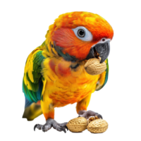 Colorful Sun Conure parrot enjoying peanuts in a playful moment indoors, Closeup brightly colored Sun Conure parrot eating nuts isolated on Transparent background png