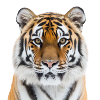 Majestic tiger with striking features on a Transparent background, Tiger on background png