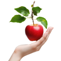 Holding a fresh red apple with leaves and a branch in an open hand, hand holding an apple with leaves and a branch, white background png