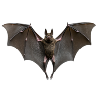 Flying bat illuminated against a white background showcasing its wings and body details, Flying bat isolated on white background png