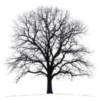 Silhouette of a large leafless tree against a Transparent background during winter, Silhouette a large leafless tree, isolated on a background png