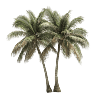 tropisk träd isolerat på en transparent bakgrund skapande en lugn och minimalistisk visuell effekt, tropisk träd isolerat på bakgrund png