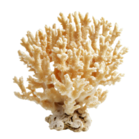 Beautiful coral structure isolated on Transparent background showcasing intricate details of marine life, Coral isolated on background png