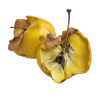 Quinces drying and decaying isolated on Transparent background showcasing natural fruit decomposition, Quince drying isolated on background png