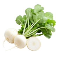 Fresh green radish with leafy greens isolated on a clean white background, green radishisolated on white background png