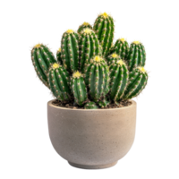 Unique cactus arrangement in a modern container enhances any indoor space, of cactus on container isolated on Transparent background png