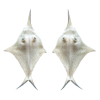 Stingrays gracefully displayed against a Transparent background showcasing their unique shape and features, Stingrays with background png