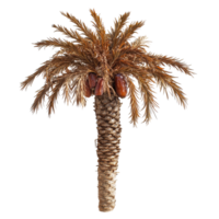 Dried date palm tree isolated on Transparent background perfect for culinary and decorative uses, Dried date palm isolated on background png