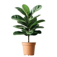 Beautiful leafy plant in a terracotta pot showcasing vibrant green foliage in a bright indoor setting, Isolated image a beautiful leafy plant in a pot on a white background file on white background png