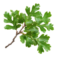 Green oak branch with lush leaves displaying natural beauty and life in detail, green oak branch with leaves, file of isolated object on White background png