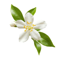 Beautiful jasmine flower with green leaves isolated on a Transparent background creating a fresh and vibrant look, Jasmine flower isolated on background png