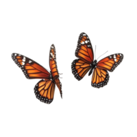 Viceroy butterflies displaying vibrant orange and black patterns against a Transparent background, Viceroy butterflies isolated on background png