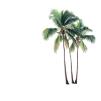 Coconut trees standing alone against a Transparent background creating a serene tropical atmosphere, coconut trees isolated on background Realistic background png