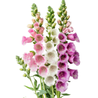 Stunning bouquet of foxglove flowers featuring vibrant colors isolated on a white background, Bouquet of foxglove flowers, isolated on White background png