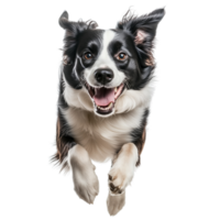 Energetic Border Collie Joyfully Running Toward Camera with Happy Expression Isolated on transparent Background png