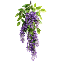 A vibrant cluster of hanging flowers with lush green leaves, isolated transparent Background png