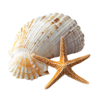 A close-up of a seashell and starfish on a white background, highlighting intricate details, Isolated on transparent Background png