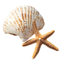 un' avvicinamento tiro di un' conchiglia e stella marina posto su un' bianca sfondo, cattura loro naturale bellezza, isolato su trasparente sfondo png