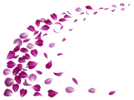 Beautiful pink carnation flower petals gracefully scatter, creating delicate and enchanting visual display png