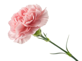 beautiful carnation flower in soft pink hues stands gracefully, showcasing its delicate petals and vibrant green stem png