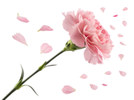 beautiful carnation flower with soft pink petals is gracefully surrounded by falling petals, creating serene and delicate atmosphere png