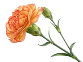 vibrant carnation flower in shades of orange showcases its delicate petals and lush green buds, symbolizing beauty and warmth png