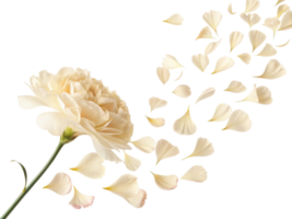 beautiful carnation flower with delicate petals gracefully falling, creating serene and elegant atmosphere png