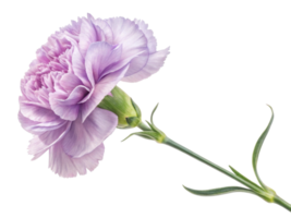 beautiful carnation flower in soft lavender hue showcases delicate petals and slender green stem, perfect for adding elegance to any arrangement png