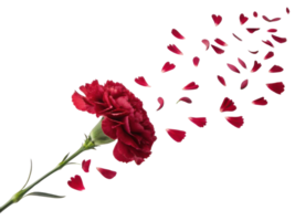 vibrant carnation flower releases its delicate petals, creating beautiful display of nature elegance and charm png
