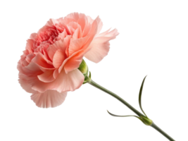 beautiful carnation flower in soft pink hues showcases its delicate petals and graceful stem, evoking sense of elegance and charm png