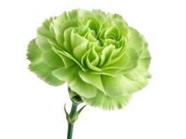 beautiful green carnation flower showcases its vibrant petals and delicate structure, symbolizing freshness and elegance png