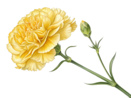 beautiful yellow carnation flower with delicate petals and budding stem showcases nature elegance and charm png