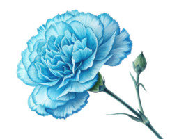 beautiful carnation flower in vibrant blue hues showcases delicate petals and graceful stem, perfect for adding elegance to any setting png