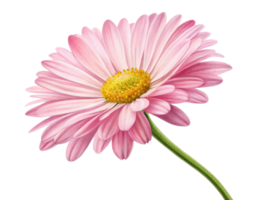 beautiful daisy flower with soft pink petals and vibrant yellow center stands gracefully, symbolizing joy and freshness png